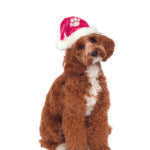 Pink Santa Pet Hat